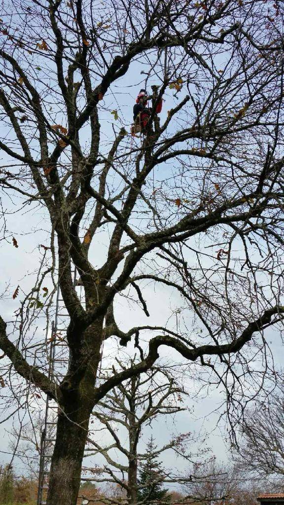 Elagage d'arbre à GUJAN MESTRAS 