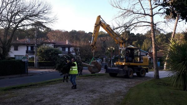 Plantation d'arbre 50/55 à Arcachon