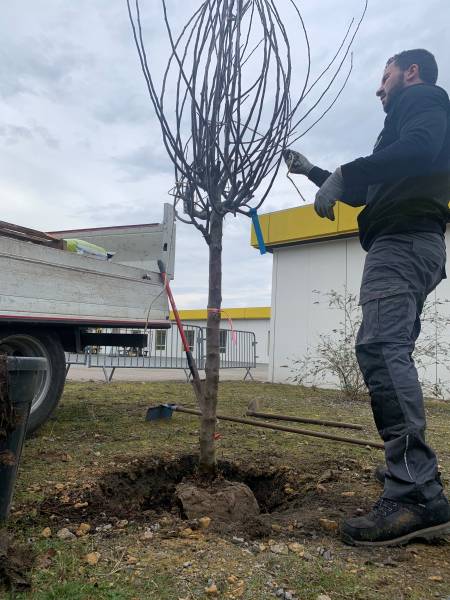 Plantation d'un arbre sur le bassin d'Arcachon 