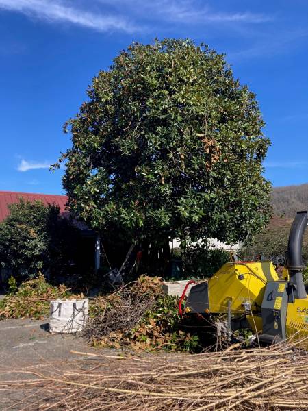 Abattre des arbres dangereux à BISCARROSSE
