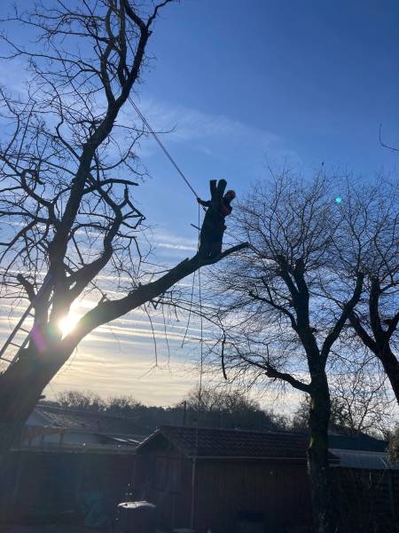 Elagage d'arbres à BISCARROSSE 
