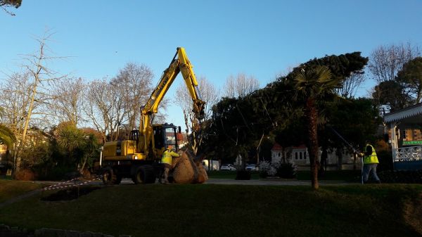 Plantation de gros sujets à Arcachon