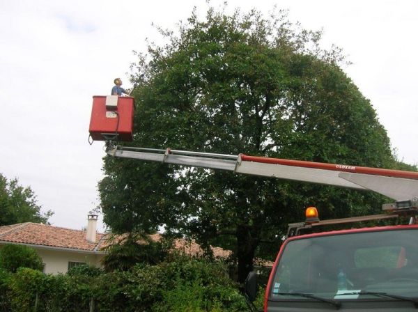 Taille d'entretien d'arbre au Pila sur mer (33)