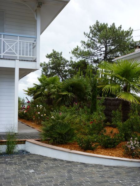 Plantation de végétaux au Cap Ferret