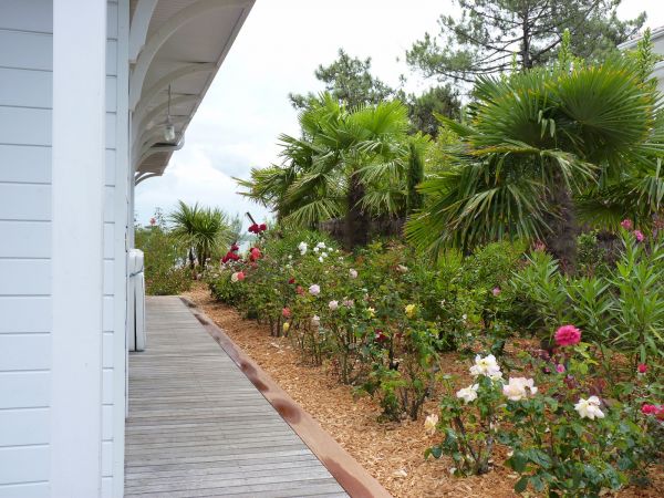 Création d'une haie paysagère à Arcachon