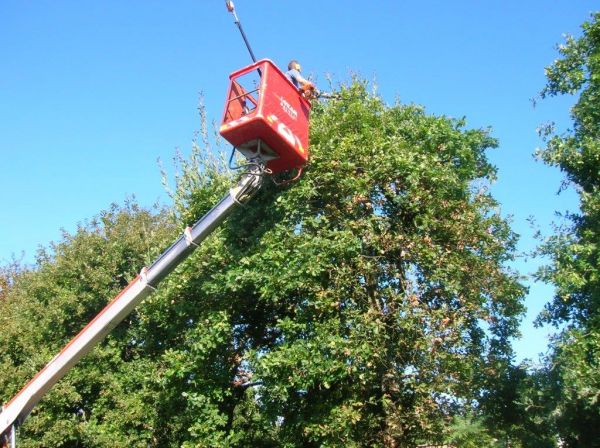 Elagage topiaire d'un arbre en Gironde