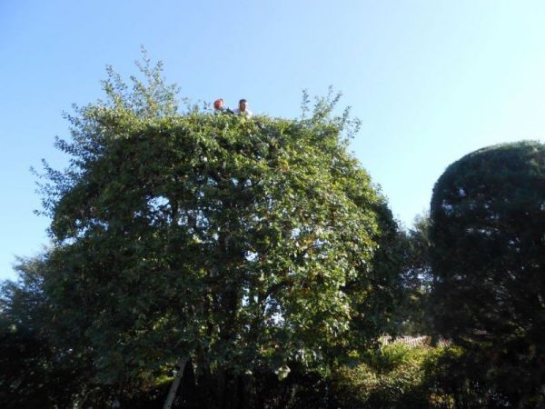 Coupe, élagage et abattage d'un arbre dangereux à la Teste de Buch