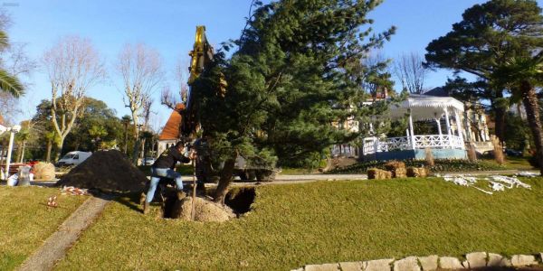 Plantation de gros arbres à Arcachon
