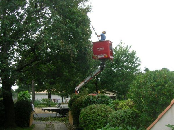 Abattage par démontage d'arbres malade à Gujan-Mestras