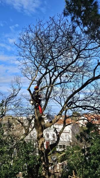Travaux d'élagage dur le bassin d'Arcachon 