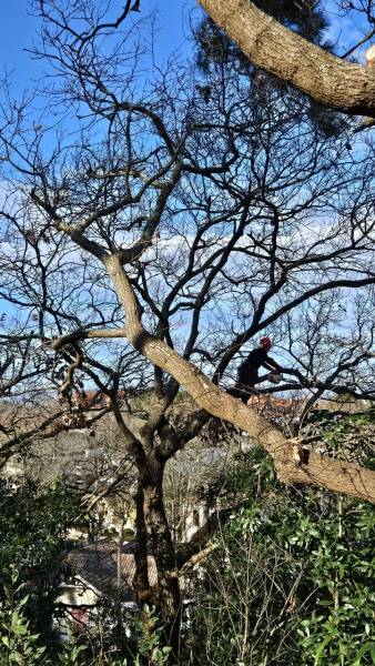 Elagage et abattage d'arbres dangereux à ANDERNOS