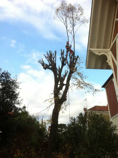 Taille de maintient en limite de propriété à ARCACHON 