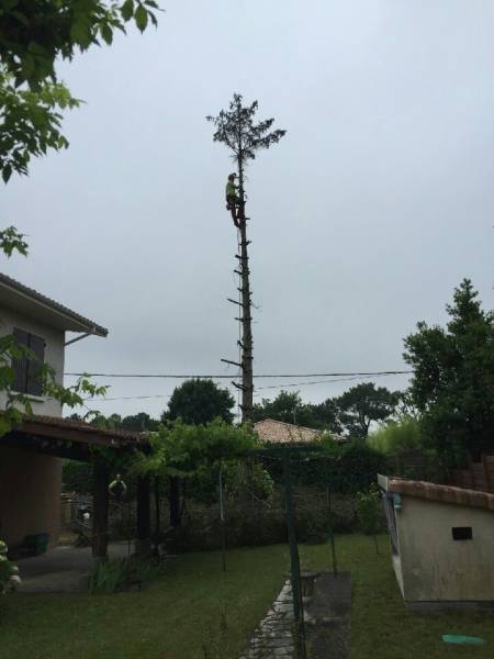 Entretien d'arbres sur le bassin d'Arcachon 