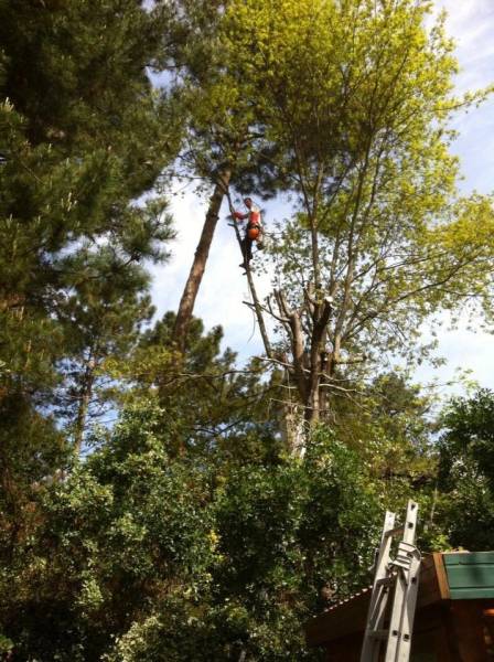 Elaguer vos arbres à LA TESTE DE BUCH 