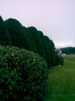 Entretien tailles de haies et tontes de pelouse à Biscarosse